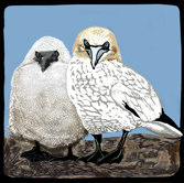 gannet and chick colour card